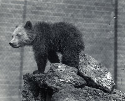 Grizzlybärenjunges von Frederick William Bond